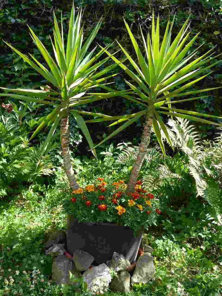 Yucca 1 Yucca: Plantas Ornamentais Resistentes e Fáceis de Cuidar para Jardim e Casa